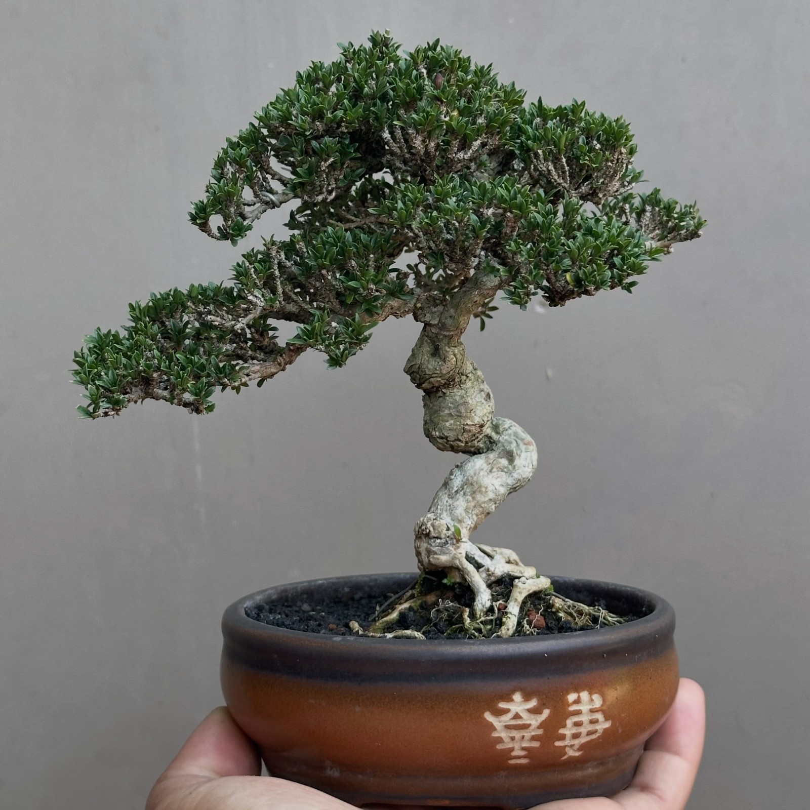 Serissa foerida / Japonica micro, Bonsai tree, Realpicture