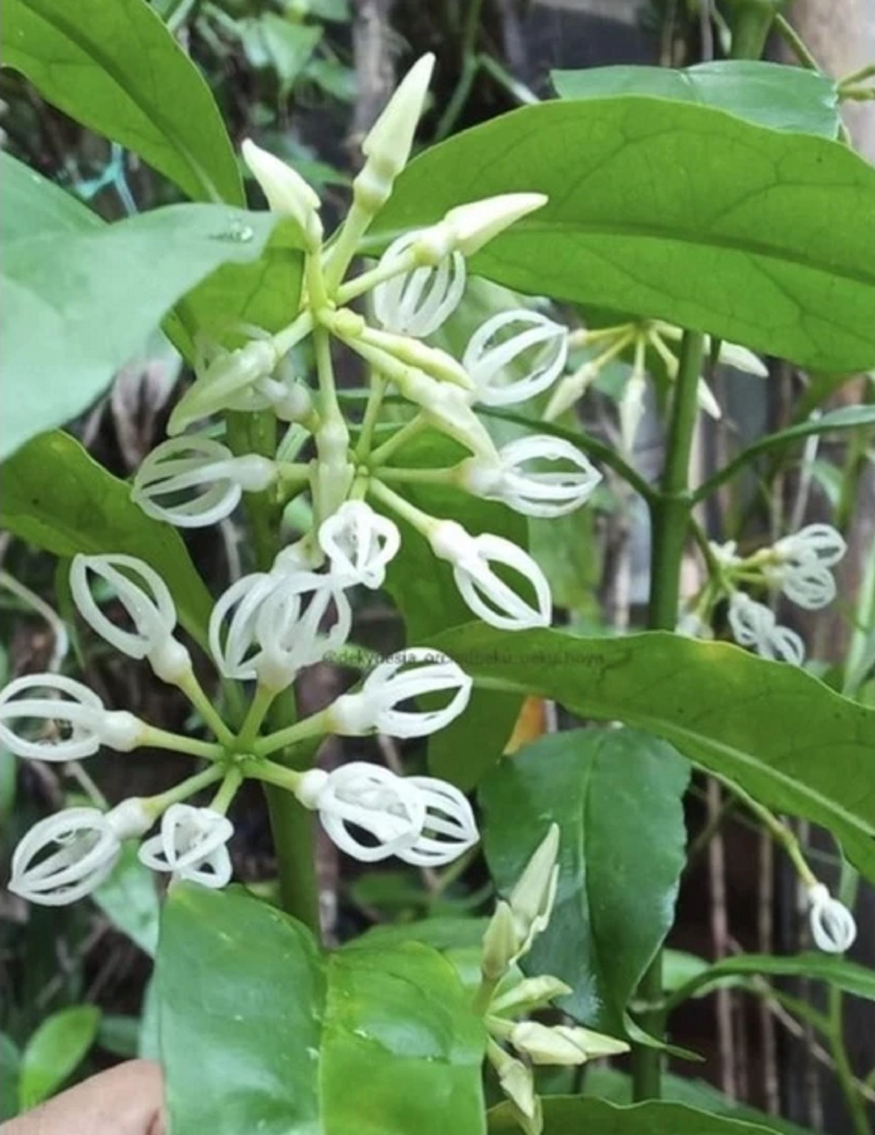 Hoya Decipulae Rare Tropical Houseplant Unique Climbing Wax Plant