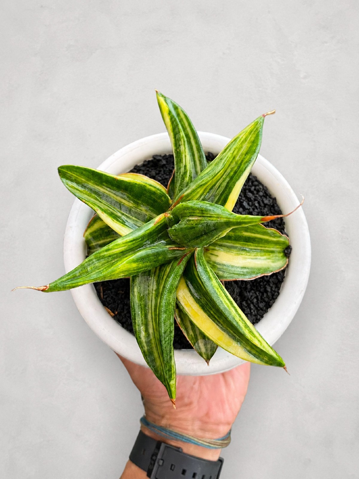 Sansevieria Ed Eby Paten Variegated Rare Snake Plant