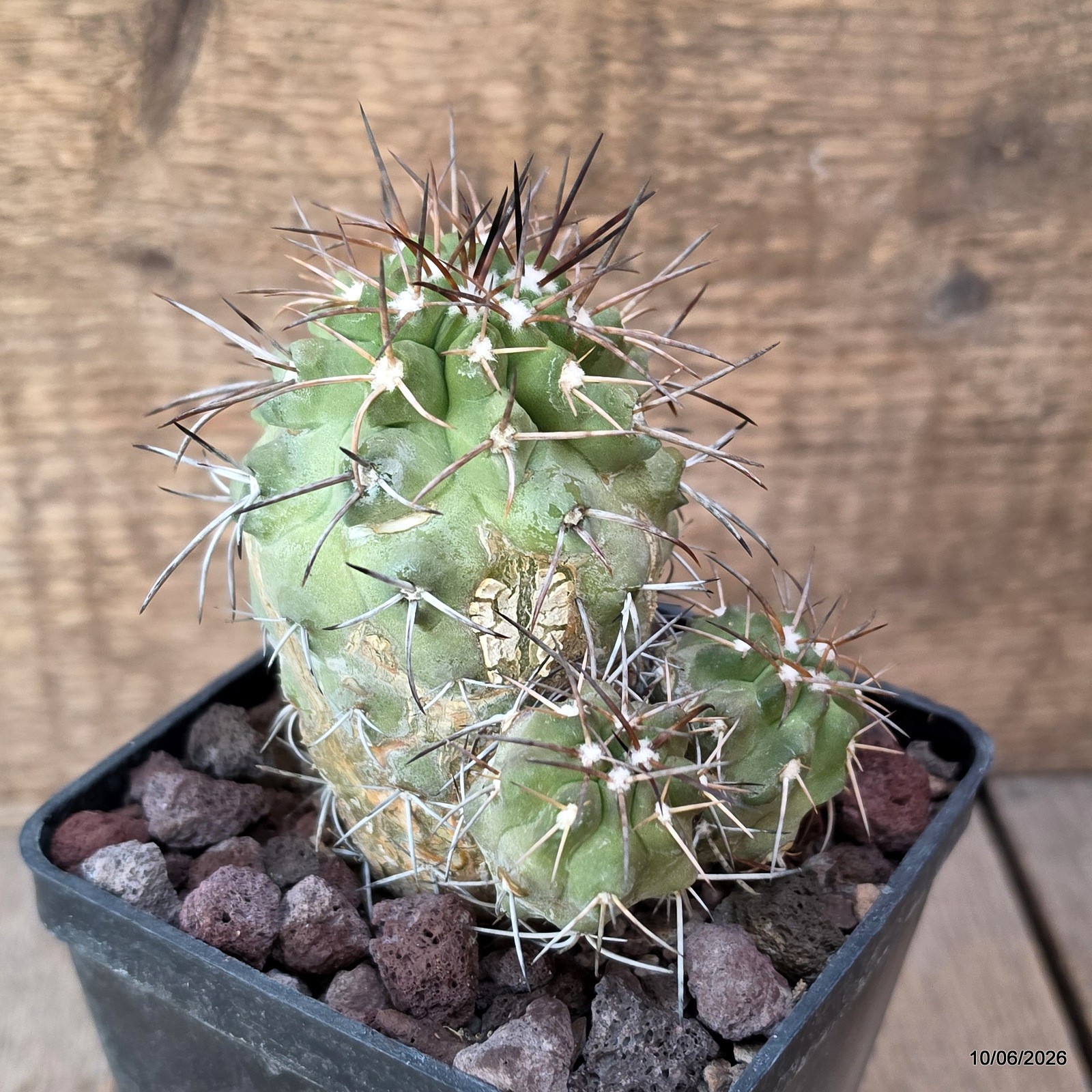 D3288 COPIAPOA PEPIANA pot10-H10-W10 cm MaMa Cactus