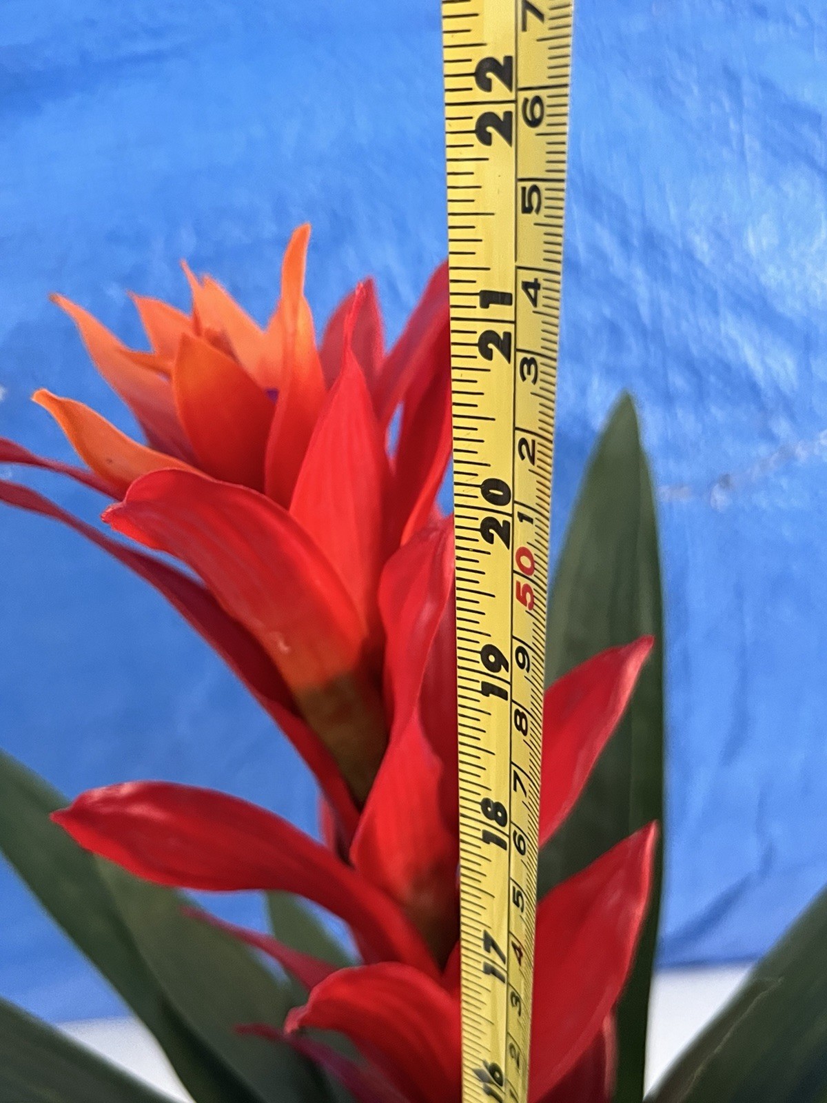 Artificial Flower Guzmania Star Scarlet Red Green Leaves In Clear Vase