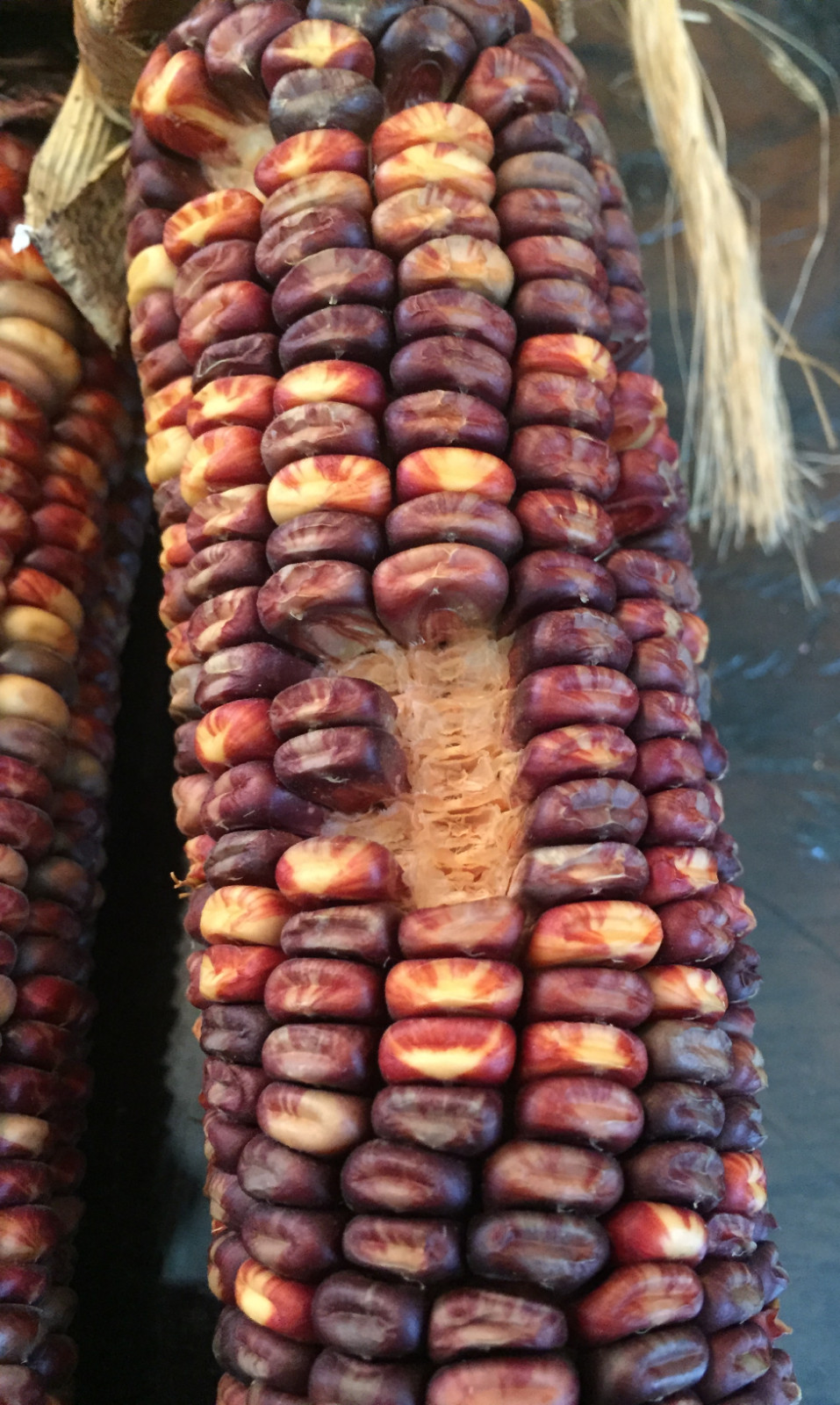 native american Indian Corn various lengths Thanksgiving Fall Decor