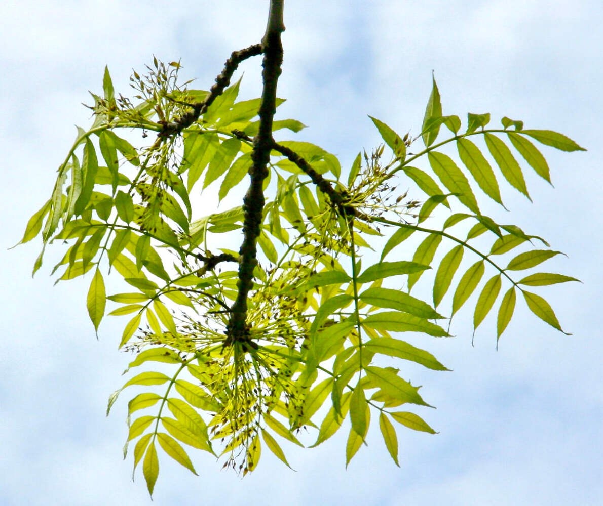 Fraxinus excelsior 80-110cm | Ash tree | European ash – Ash tree | European ash