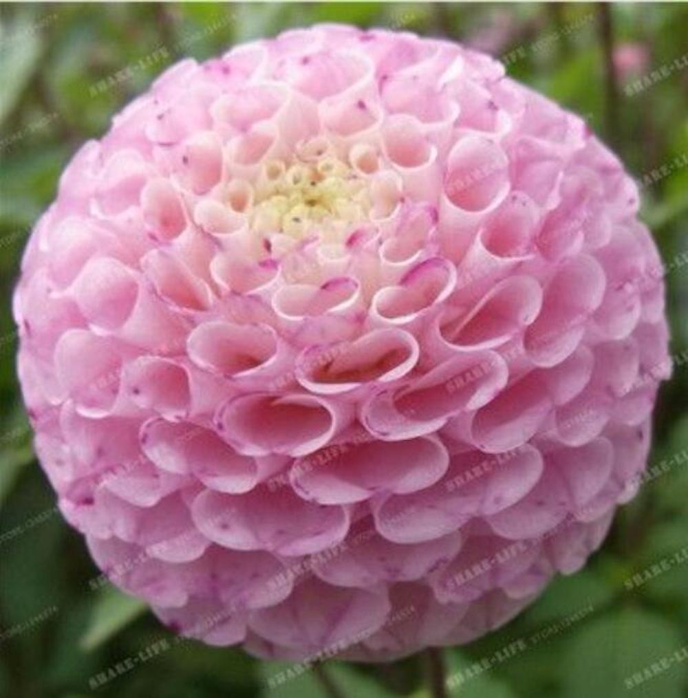 (10) DAHLIA SEEDS rare exotic flower bloom garden plant USA SELLER W/TRACK