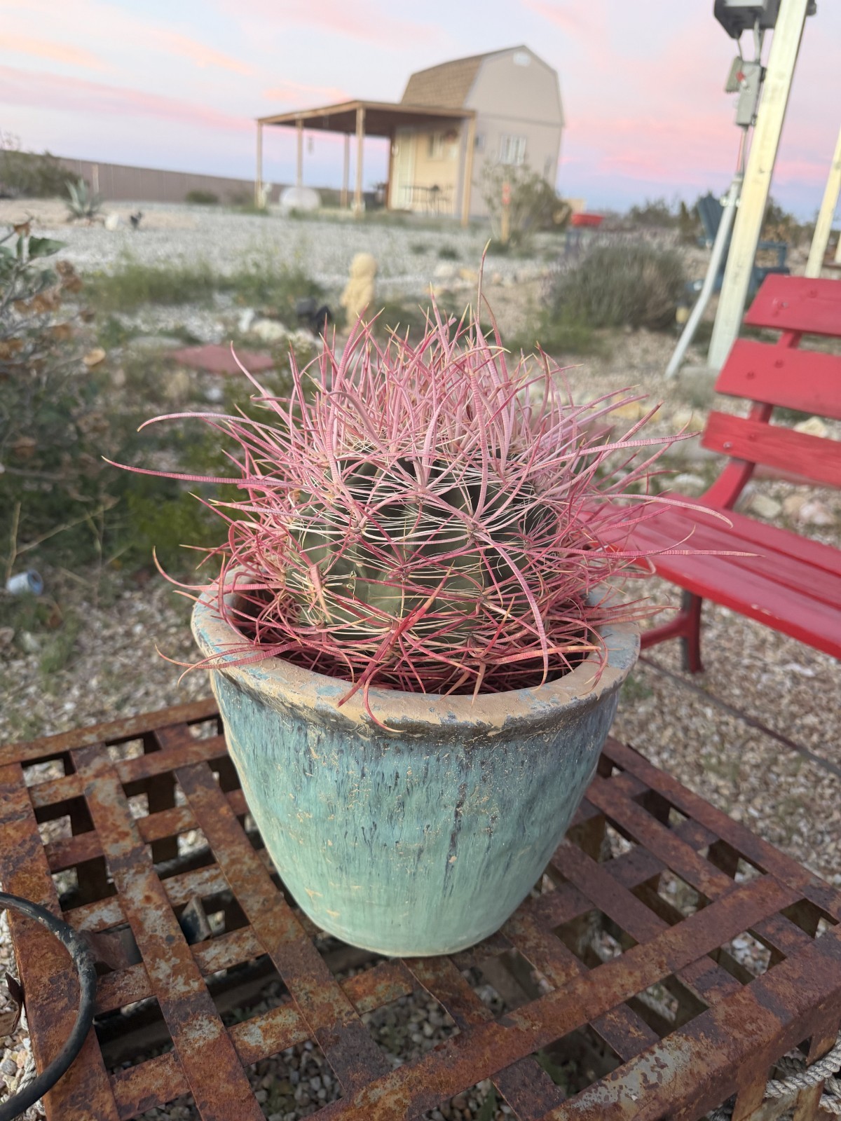 California Barrel Cactus – 7.5–8.5” Specimen