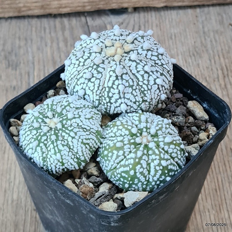 D5777 ASTROPHYTUM SUPERKABUTO pot8-H4-W9 cm MaMa Cactus