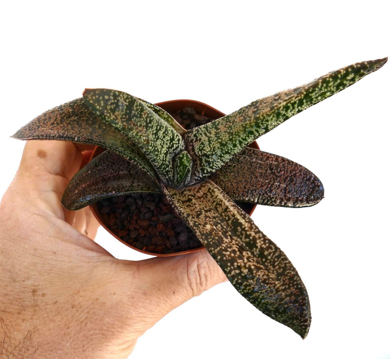 Gasteria carinata x batesiana SLIGHTLY VARIEGATED – Ox Tongue | Lawyer’s Tongue