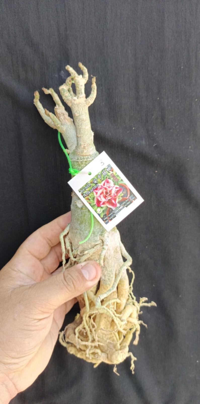 adenium plant