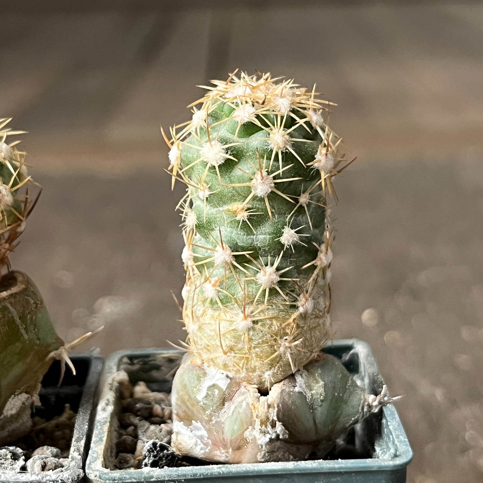 A26-773 Coloradoa mesae-verdae, 4 pieces, grafted