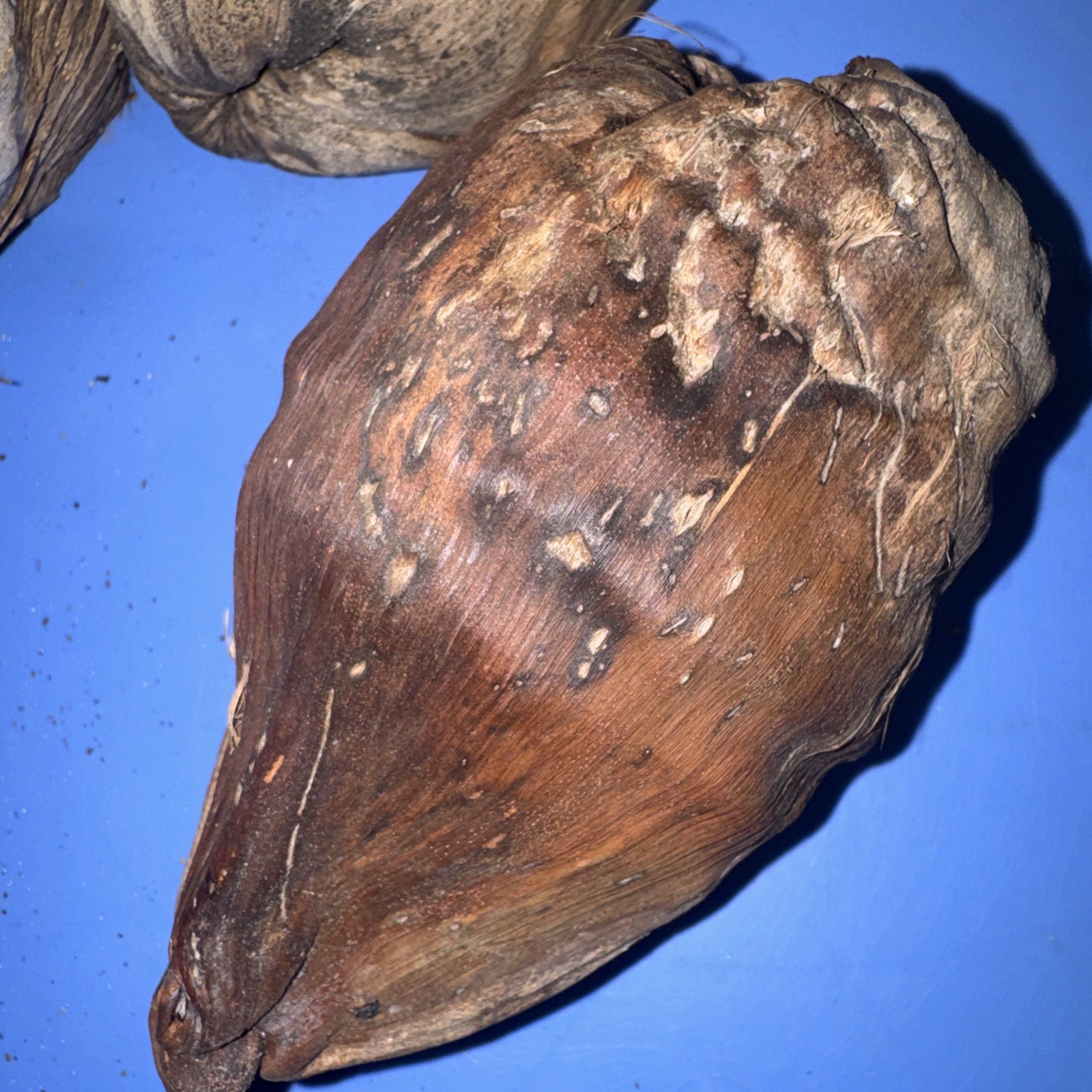 Lot Of 3 Large Coconut Jamaica Beach Whole Husk & Shell 7-9” organic texture