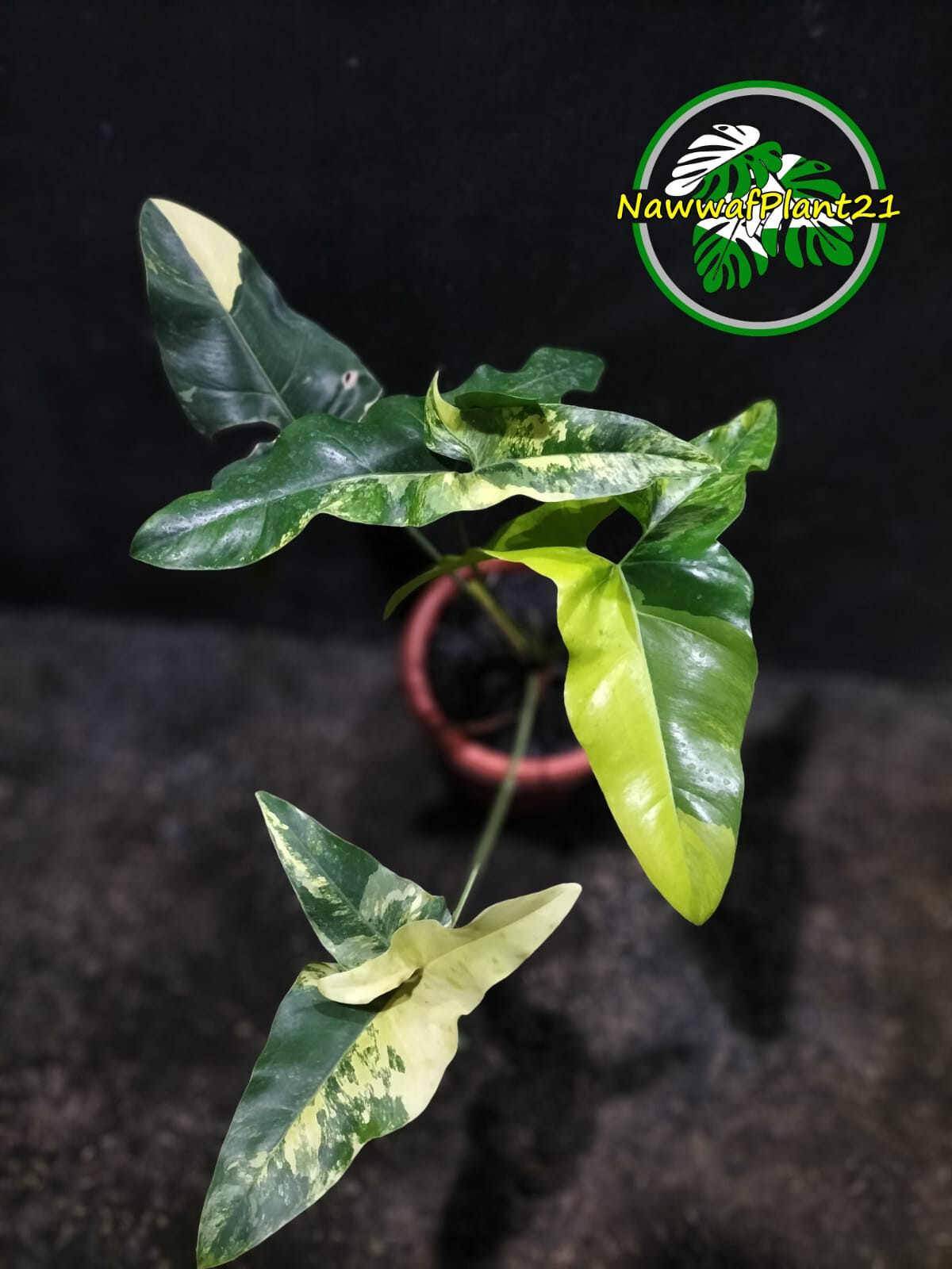 Thaumatophyllum Angela Variegated Size Large Lush Leaf Real Picture