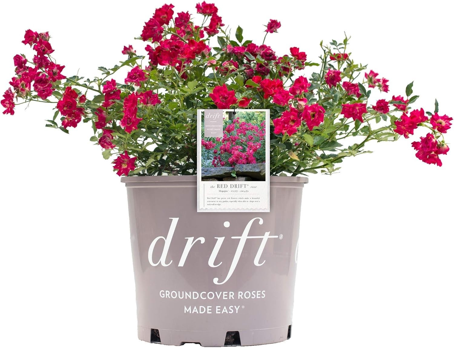 Red Rose Shrub – Seasonal Blooms – Easy Care