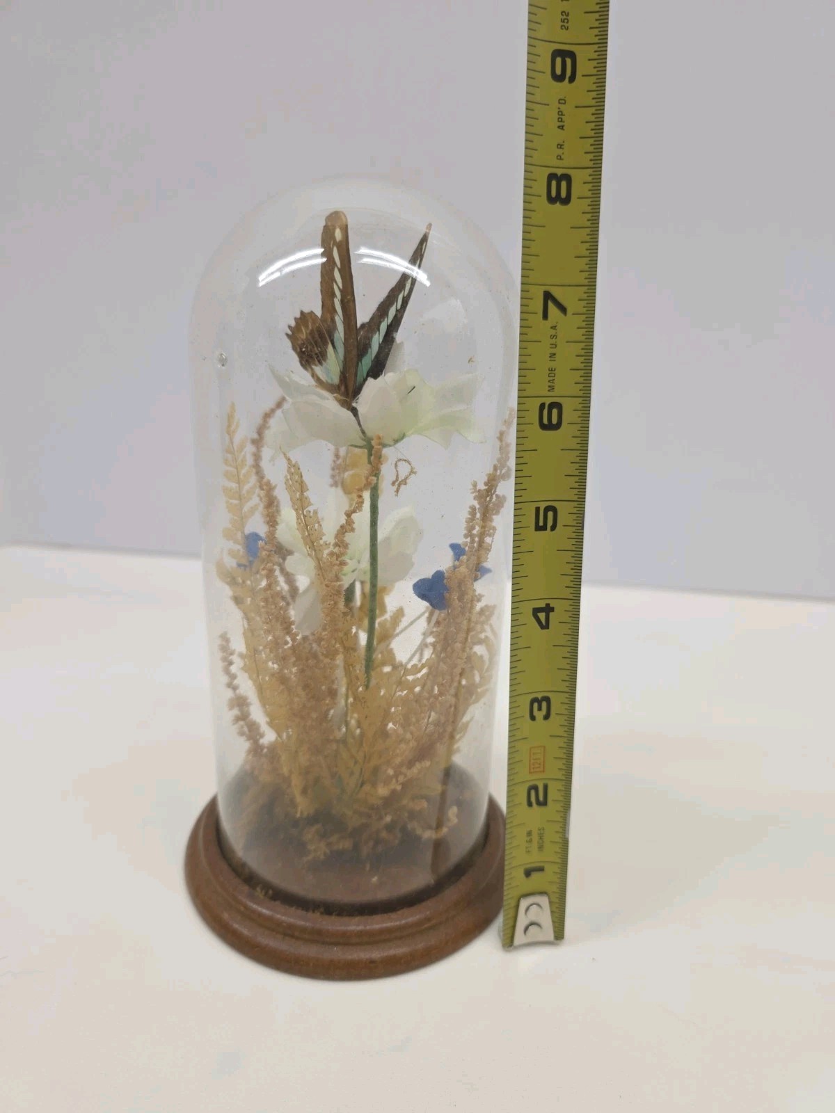 Vintage Real Butterfly & Daisy Flowers Under Glass Dome Wood Base Taiwan 7.5″