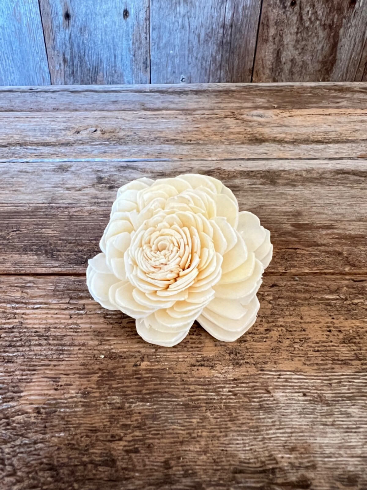 Ivory Belly Sola Wood Flowers – Set of 100 – Craft Flowers