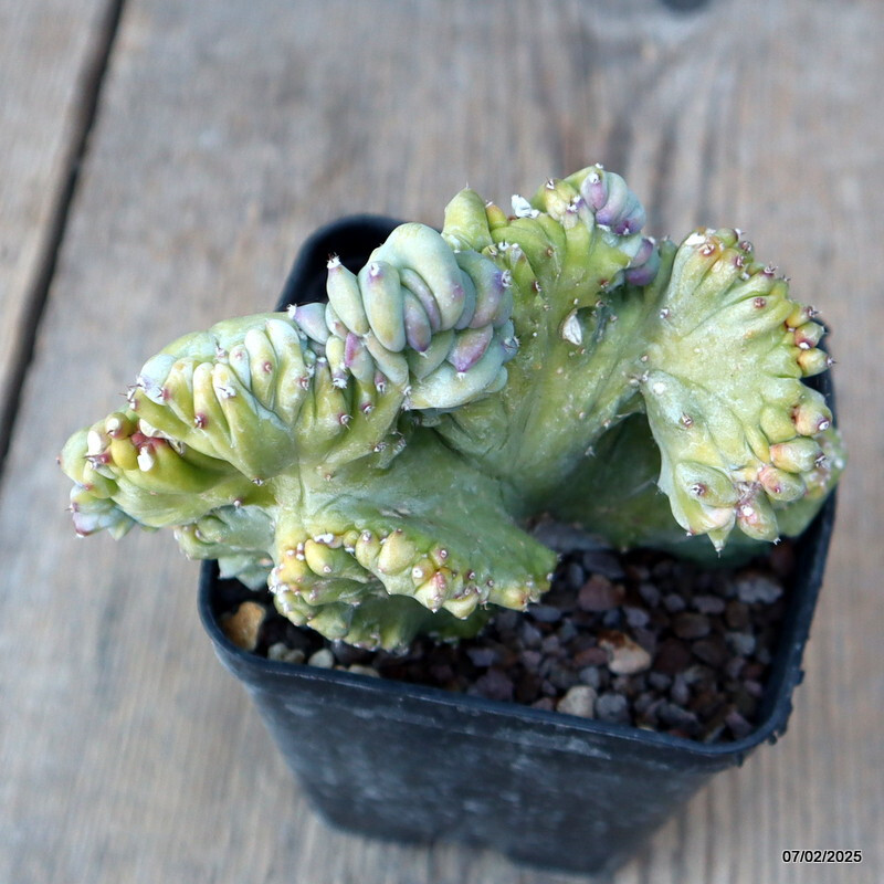 A9748 MYRTILLOCACTUS GEOMETRIZANS STRICTUS pot8-H11-W12 cm MaMa Cactus