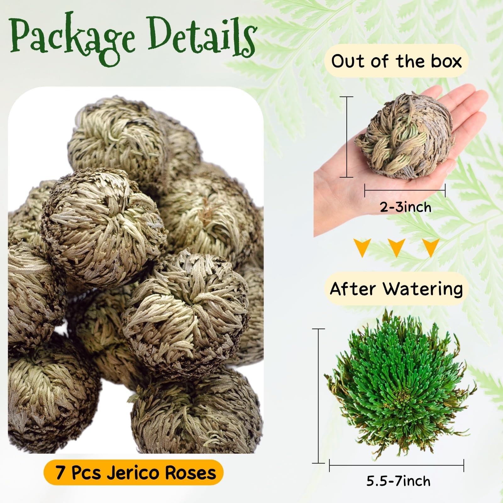7 Pack Rose of Jericho Dried Plants – Rosa de Jerico Original, Dried Fern Lik…