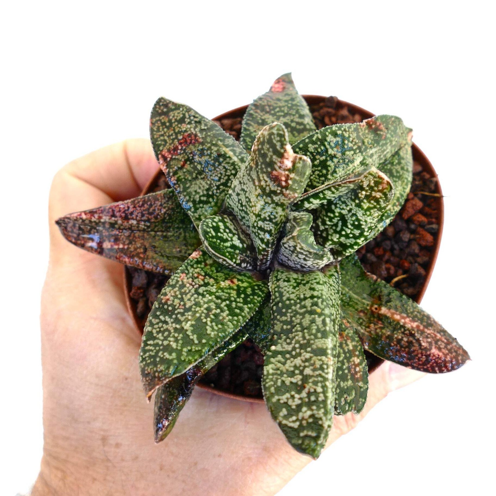Gasteria batesiana MULTIHEADS SLIGHTLY VARIEGATED – Bates’ gasteria | Ox-tongue