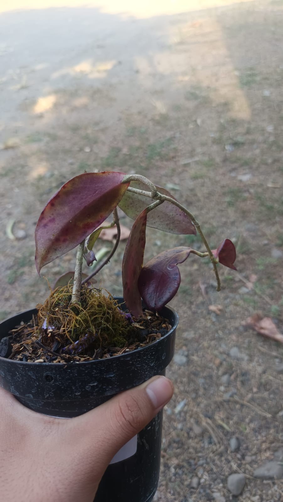 Real Picture Hoya Minahasae Red Sp Celebes