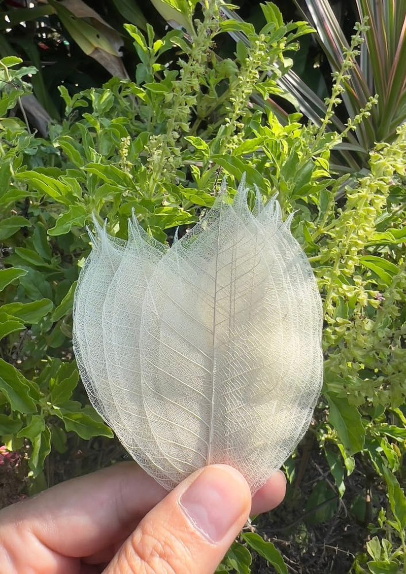 Real Leaves Natural Color100 PCS 4-5 Inches Natural Skeleton Leaves, Real Rubber