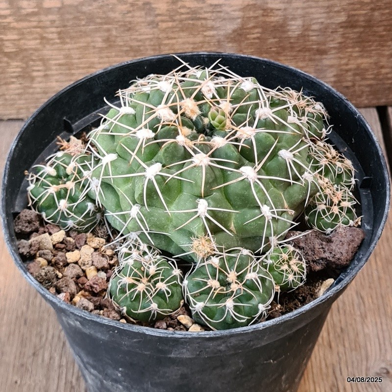 D5731 GYMNOCALYCIUM DENUDATUM pot14-H6-W13 cm MaMa Cactus