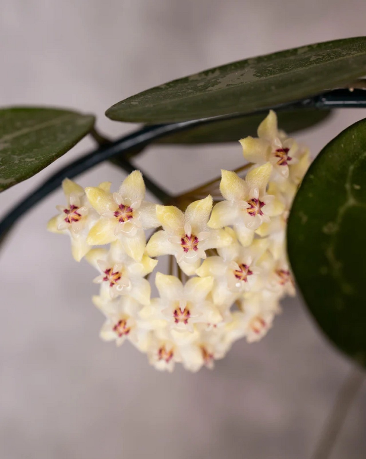 Rare Hoya Elliptica Live Plant Veined Tropical Hoya Houseplant Grow in pot