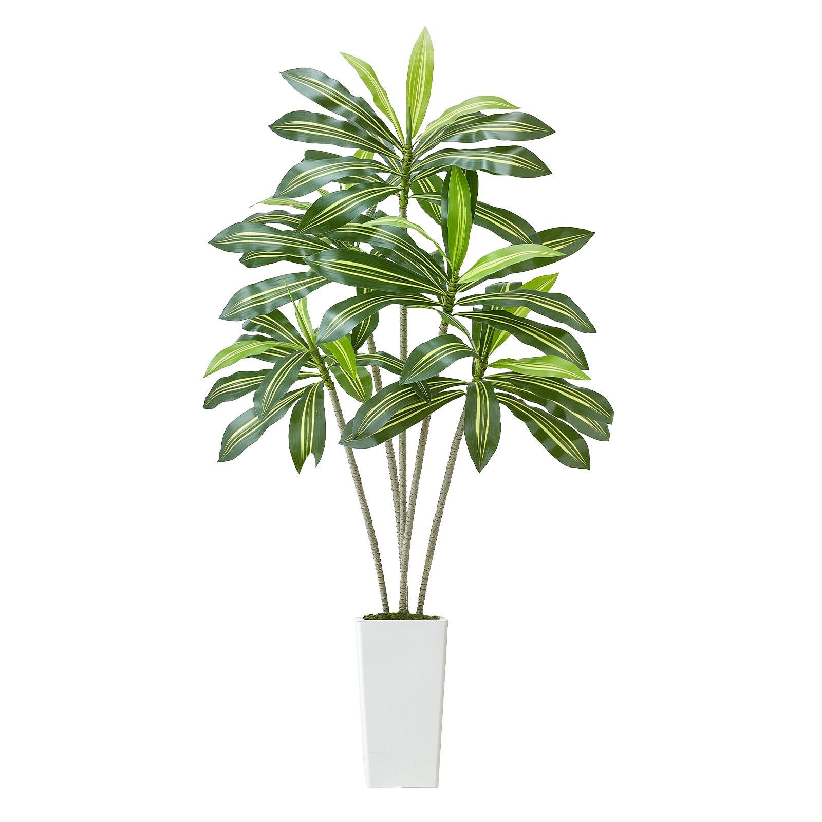 Uimoso 6ft Faux Dracaena Tree with White Pot for Indoor Spaces