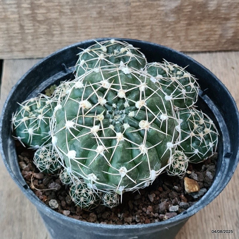 D5732 GYMNOCALYCIUM DENUDATUM pot14-H8-W13 cm MaMa Cactus