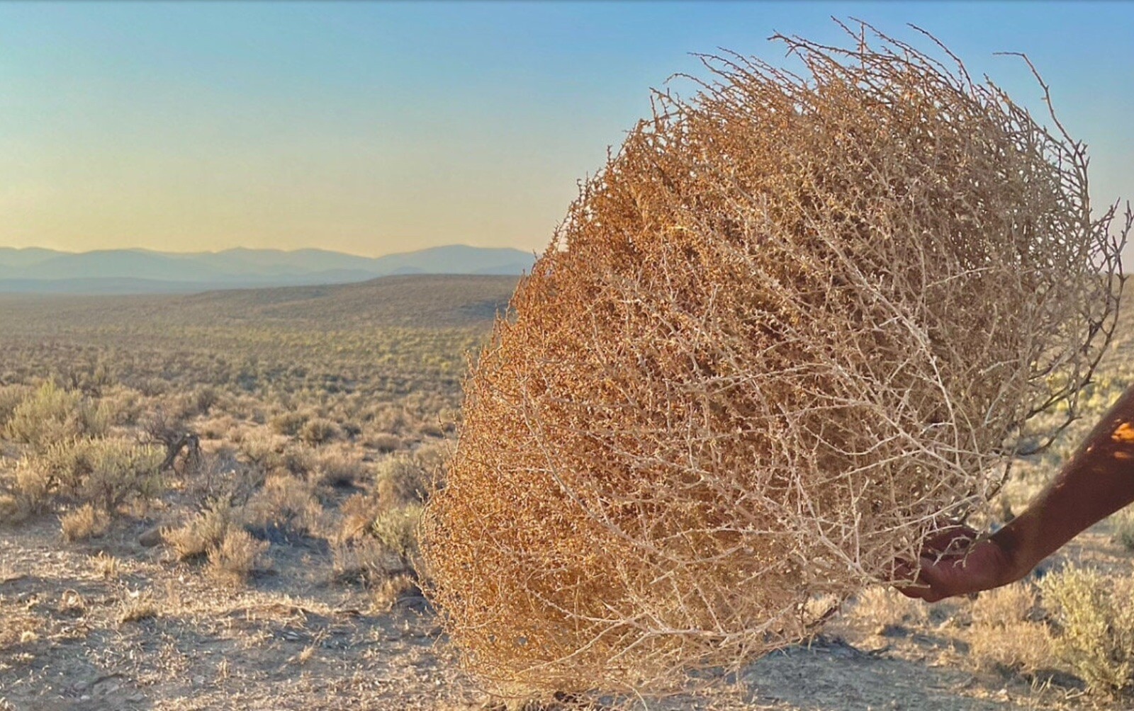 Tumbleweeds !! Best & FULL!! XL Size! 2ft+ Huge Natural Western Decor Nevada USA