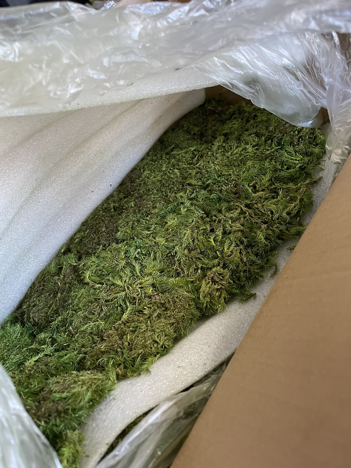 1.5 sq ft Pole Moss Preserved, Craft Reindeer Green Decorative Moss For Decor