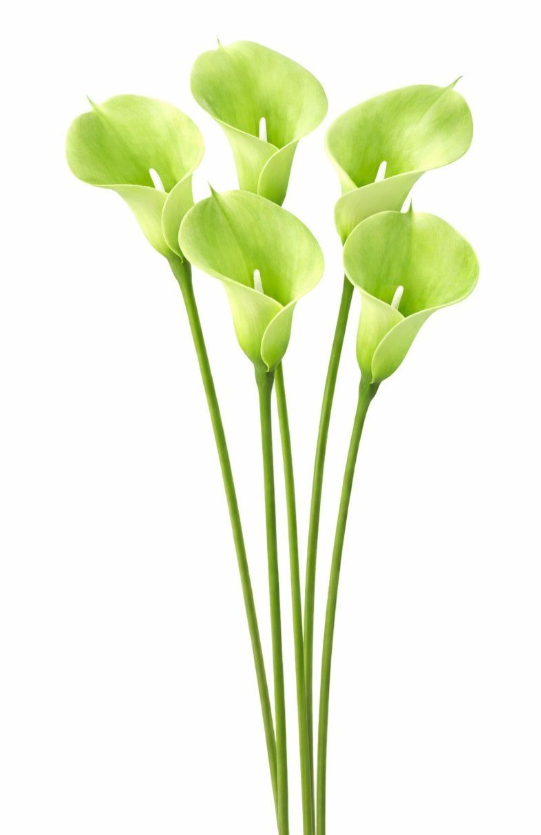 Artificial Green Calla Lily Stems Set Of 5 Real Touch Faux Flowers 15 Inch Weddi