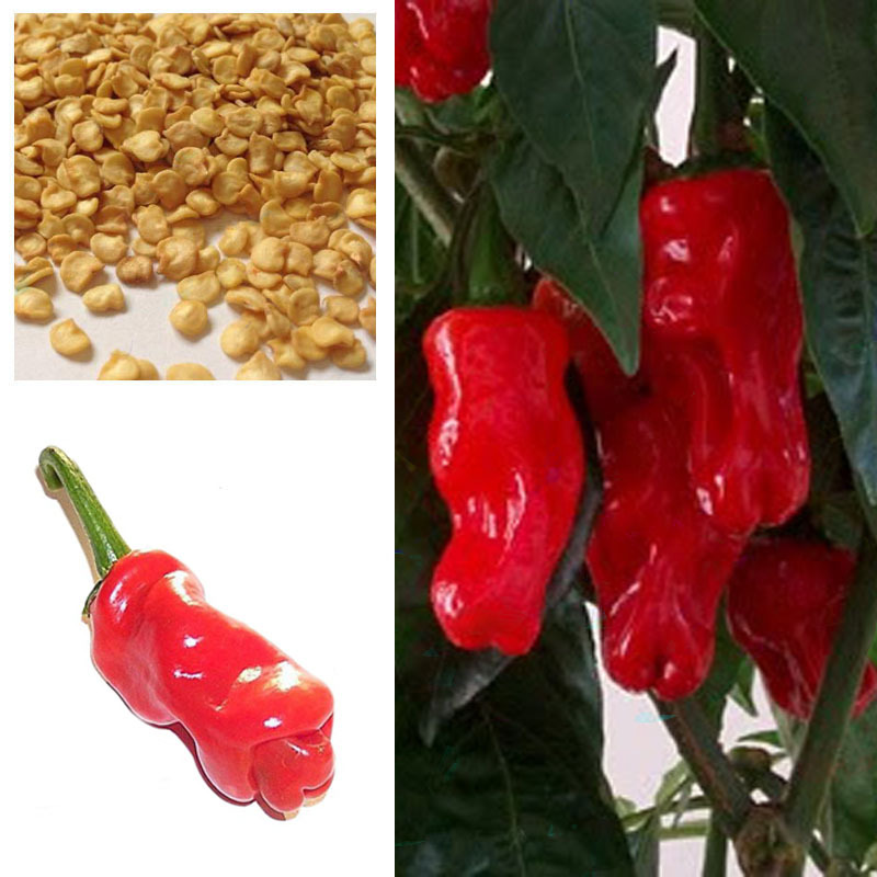 100Pcs SE EDS Peter Pepper Heirloom Hot pepper NON GMO Se eds