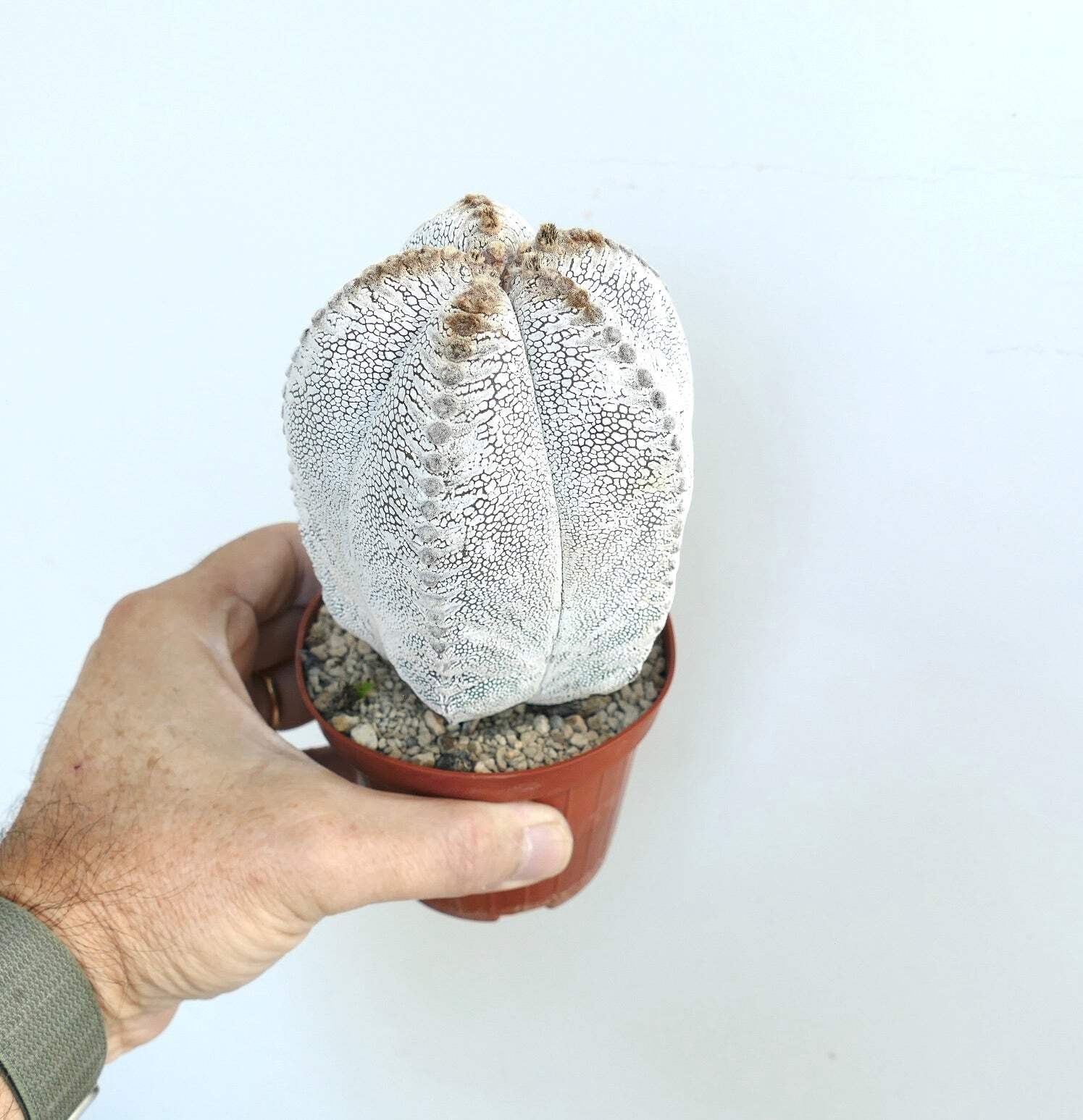 Astrophytum cv ONZUKA TIGER 66c – Bishop’s cap | Star cactus