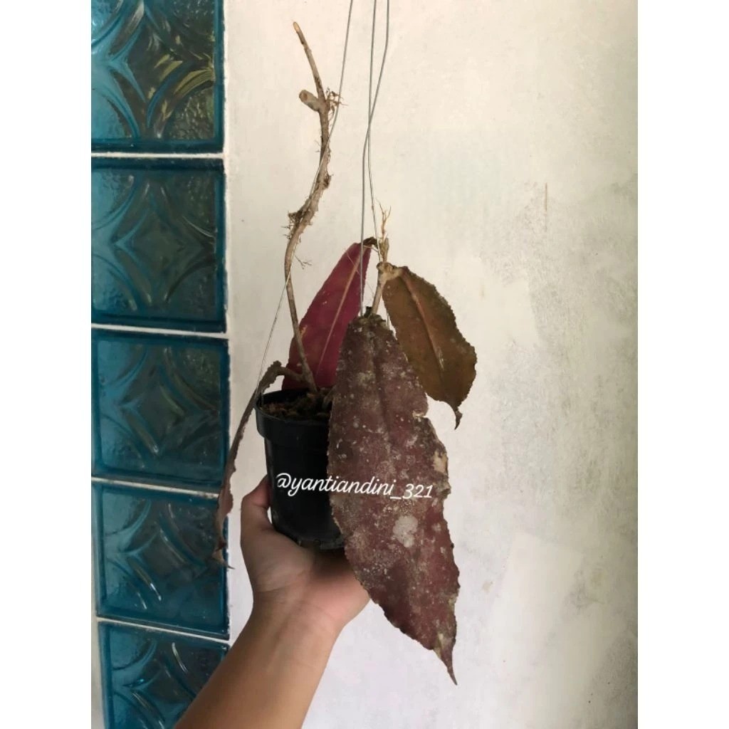 Hoya Undulata Red Rare Plant