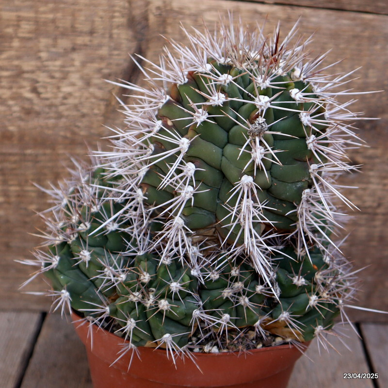 M91 GYMNOCALYCIUM PAEDIOPHILUM VERY OLD pot14-H18-W19 cm MaMa Cactus