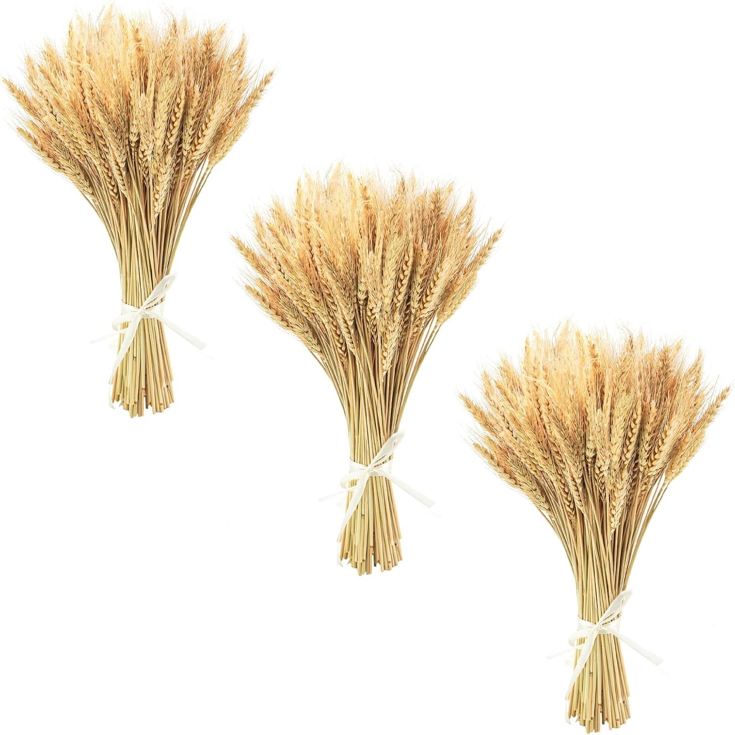 17.7″” Dried Wheat Stalks 300 Stems Natural Wheat for Wedding Table Centerpiece