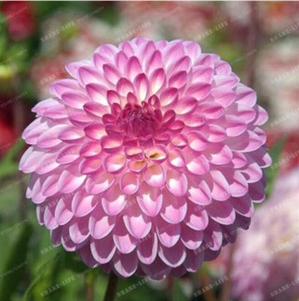 (10) DAHLIA SEEDS rare exotic flower bloom garden plant USA SELLER W/TRACK