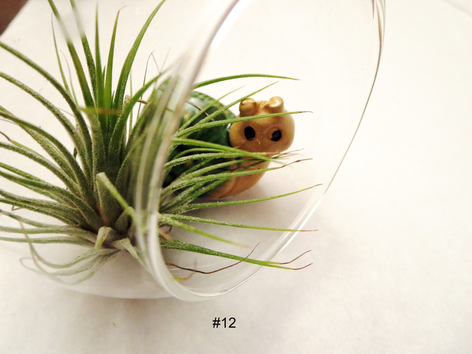 Air Plant Wall Decor Shell Air Plant Display Hanging Tillandsia Minimalist