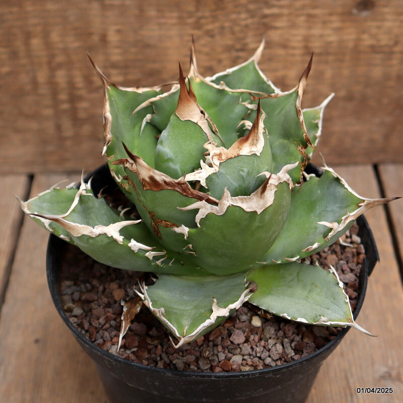 A8409 AGAVE TITANOTA pot14-H11-W16 cm MaMa Cactus