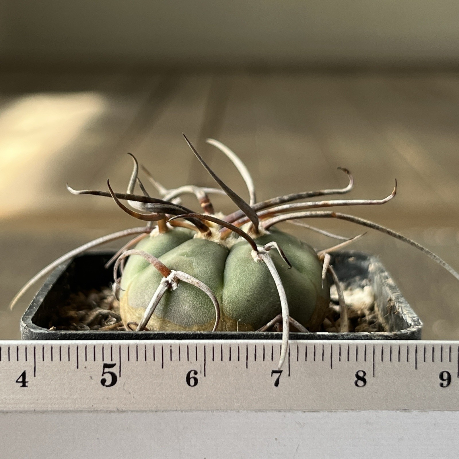 A12-496.G.armatum, MS375, El Paichu, Tarija, Bolivia, own root