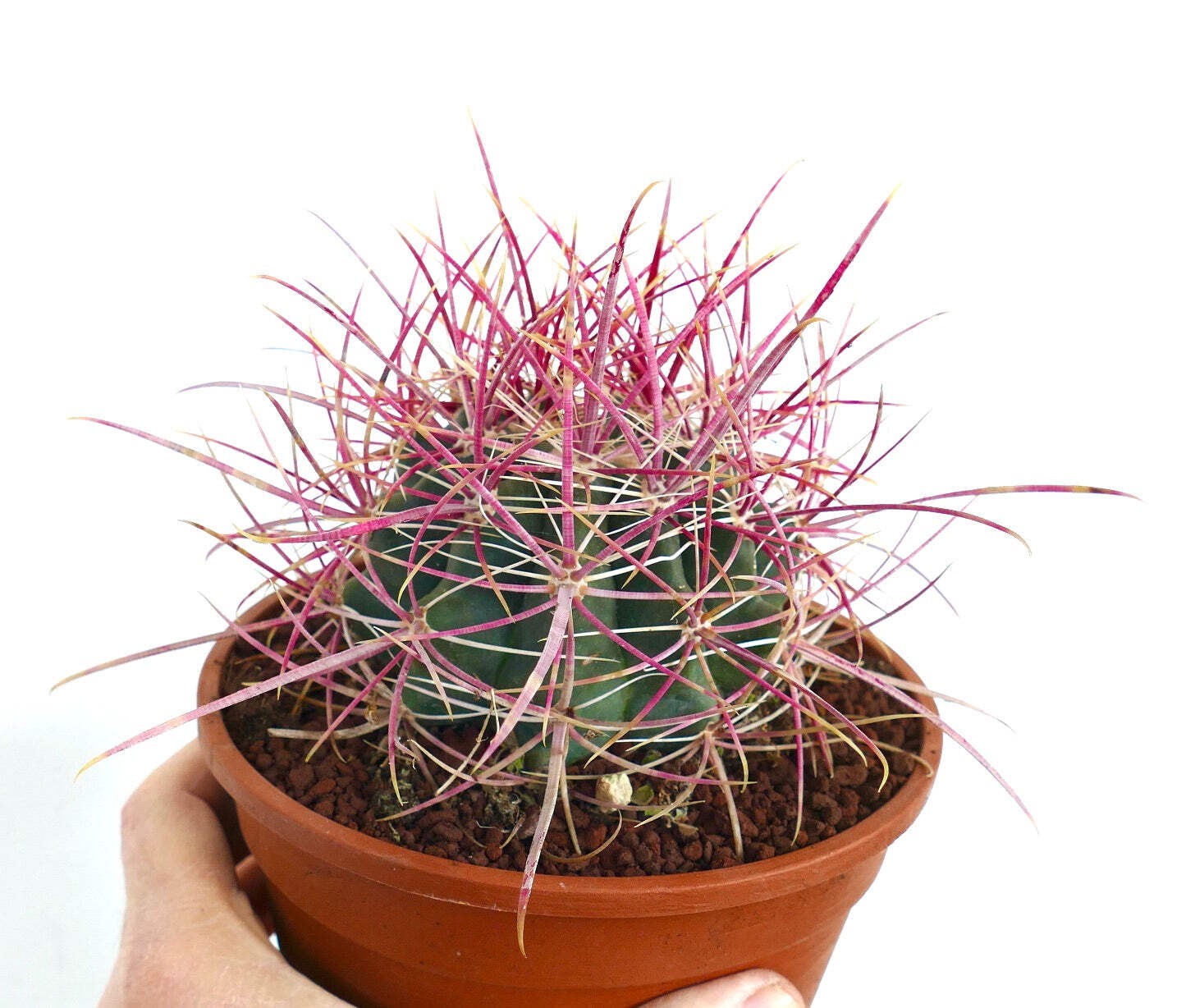 Ferocactus acanthodes – California barrel cactus | Desert barrel cactus