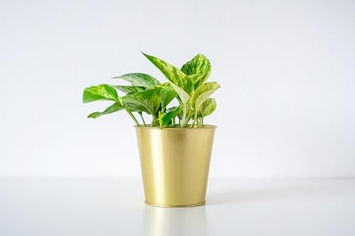 Pothos Pot – Easy-Care Trailing Houseplant, Air-Purifying Vine 4-Inch Golden