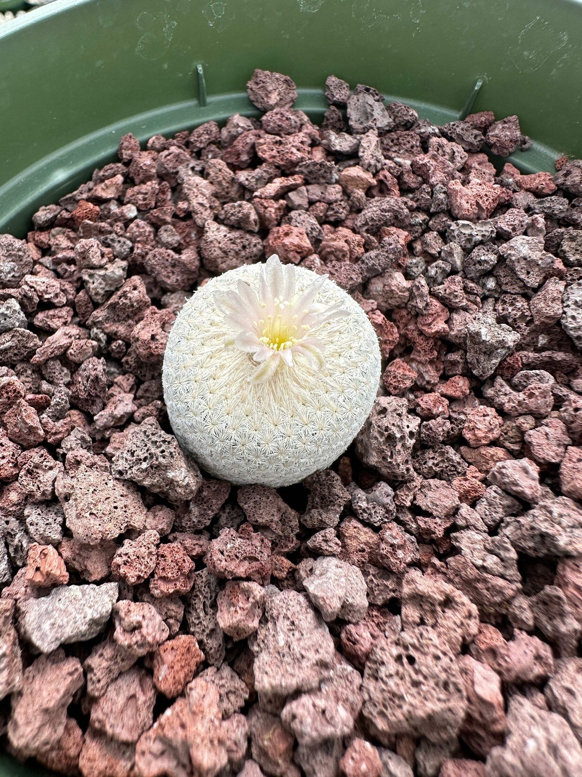 Rare Cactus – Epithelantha Bokei