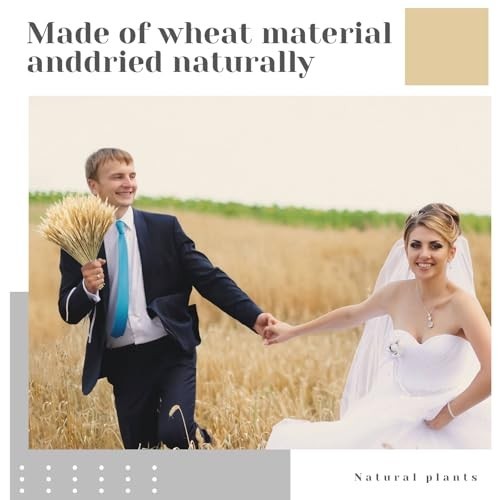 Dried Wheat Stalks Bundle – 1800 Stems Natural Grass for DIY Decor, Centerpieces