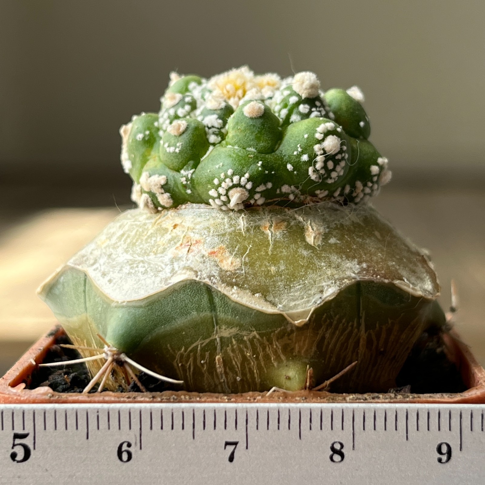 A30-4252 Astrophytum Super Kabuto, grafted