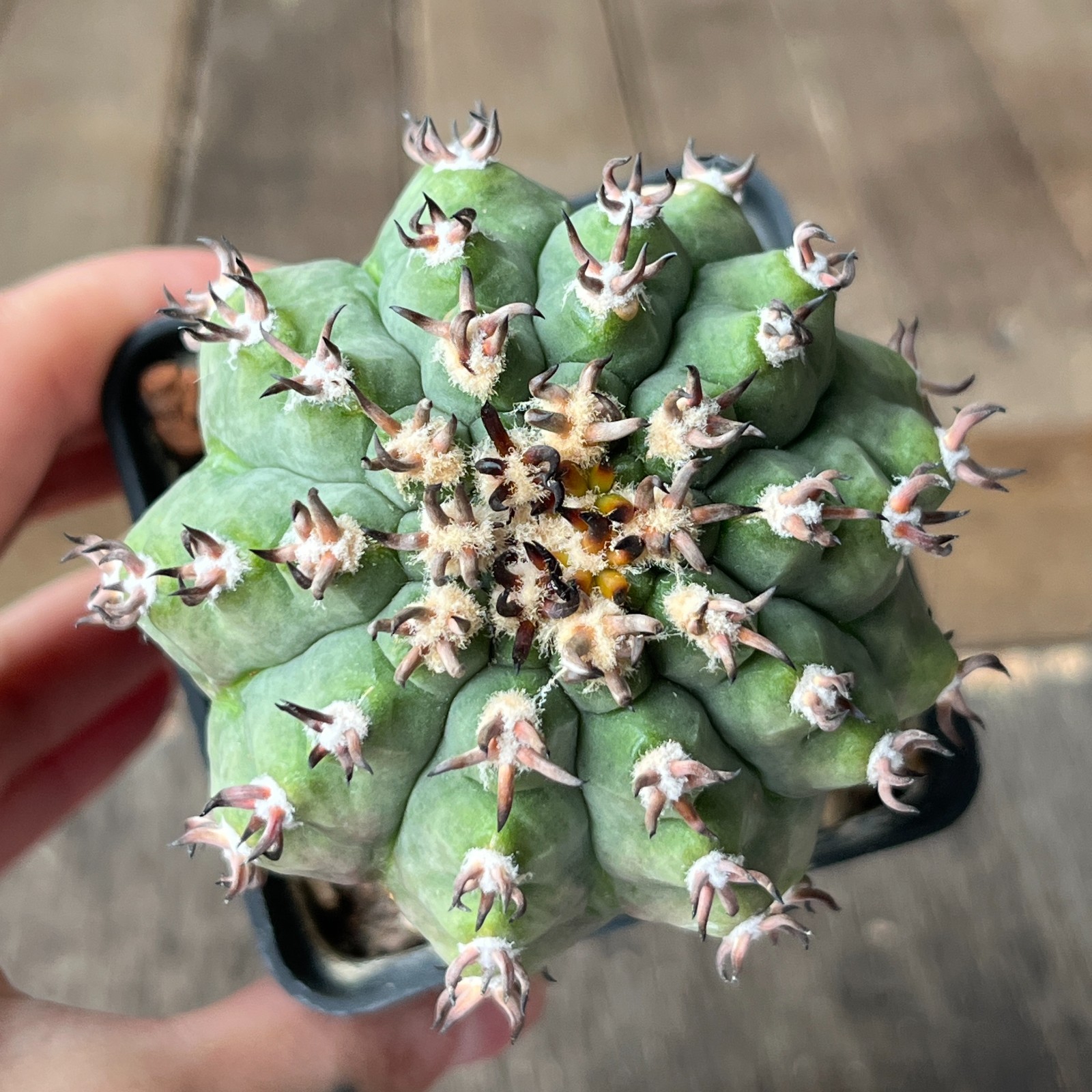 A38-2067 Gymnocalycium spegazzinii SL-044b, grafted
