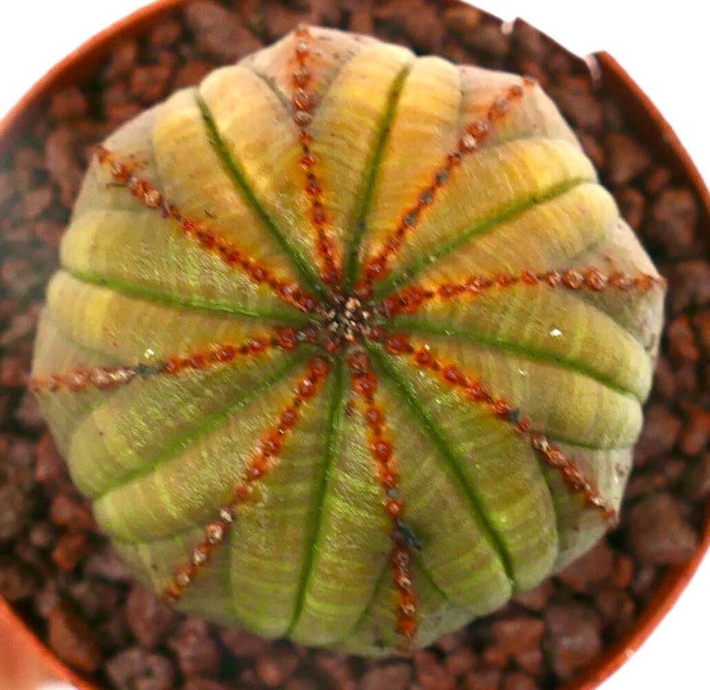 Euphorbia obesa YELLOWISH-BROWNISH & RED LINES A123 – Baseball plant | Basketbal