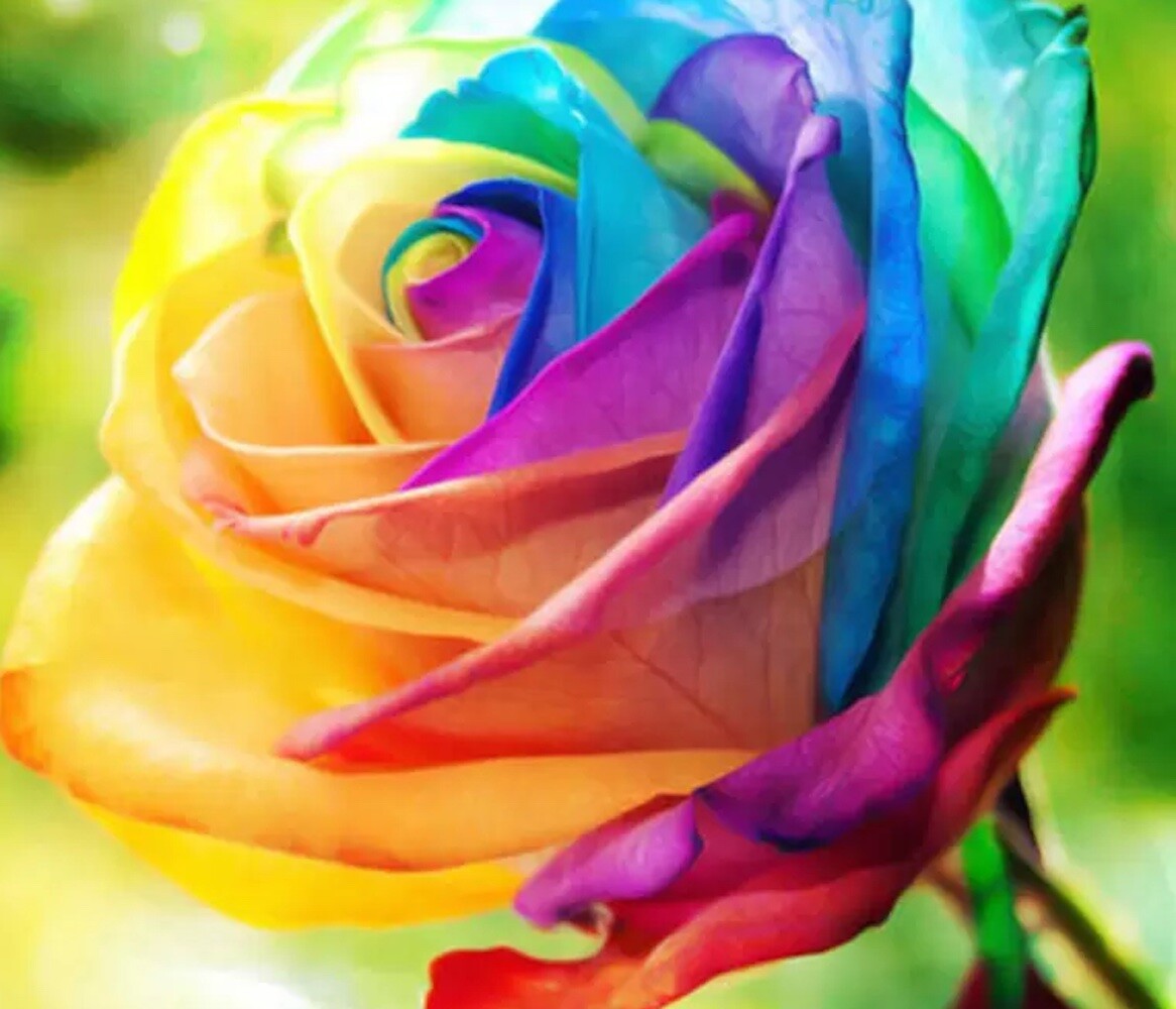 10 RARE RAINBOW ROSE SEEDS perennial hybrid tea flower garden USA SELLER W/TRACK