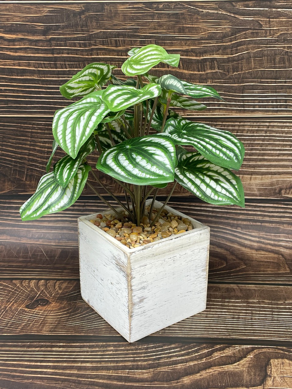 11″ Potted faux Watermelon Peperomia silk plant in White wood box, handmade