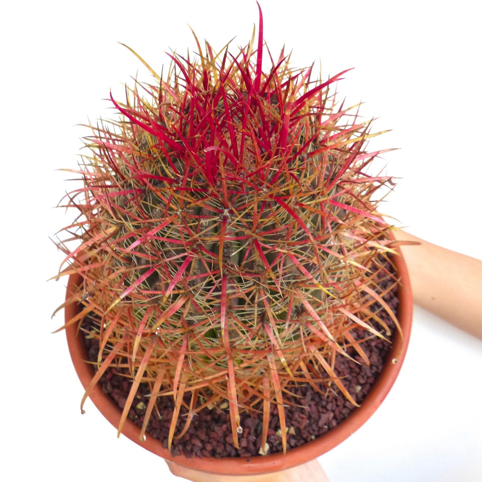 Ferocactus coloratus SEEDS – Rare Cactus SEEDS
