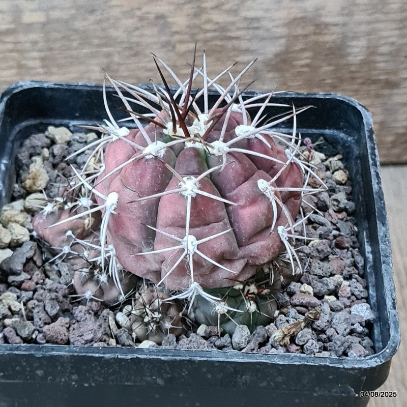 D5691 GYMNOCALYCIUM PFLANSII pot10-H6-W8 cm MaMa Cactus